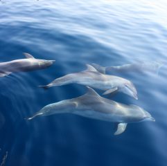 Dolphins Croatia